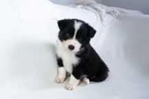 Szczeniak Border Collie piesek - ZKwP FCI