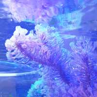 Gorgonia spp długopolipowa szczepka koral akwarium morskie