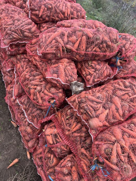 Некондиция буряк , морковка по 4 грн