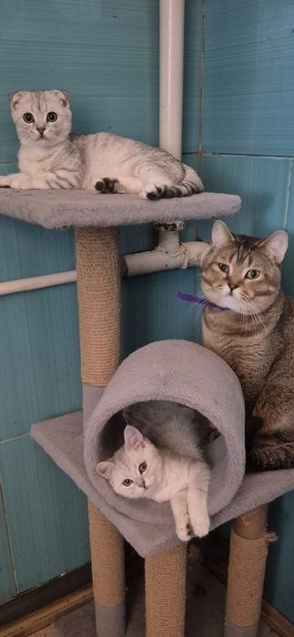 Шотландські котята Срібляста шиншила