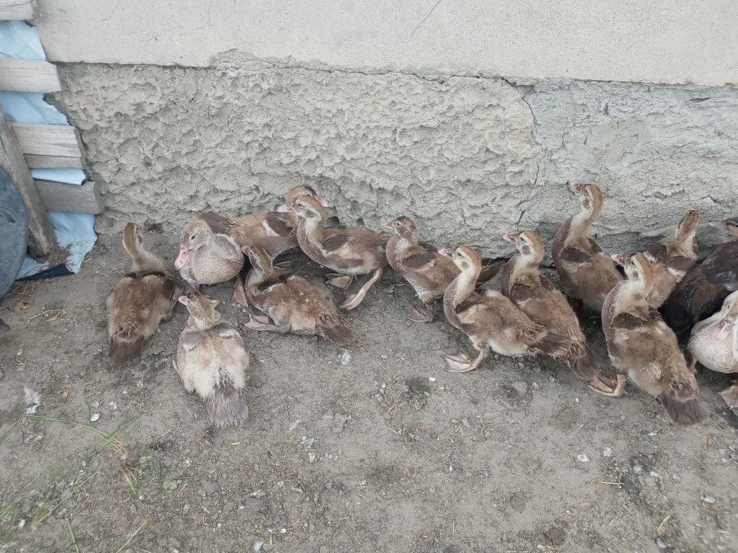 Kaczki pekinki czekoladowe