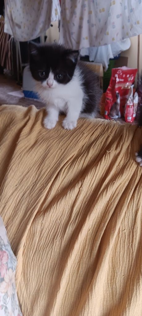 Gatos para adopção