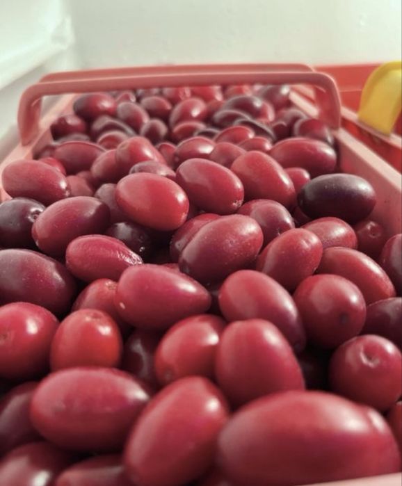 Dereń jadalny mrożony paczka 10kg