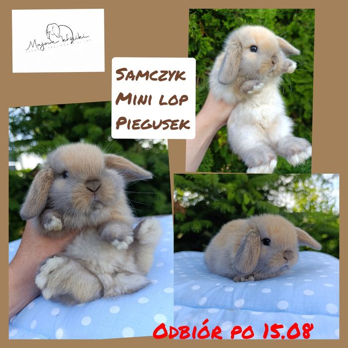 Królik króliczek mini lop hodowla zarejestrowana