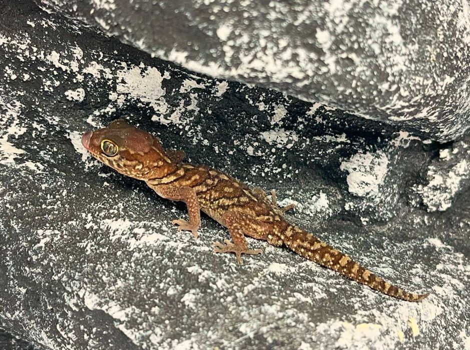 Gekon Madagaskarski gekony madagaskarskie nie lamparci Chojnice