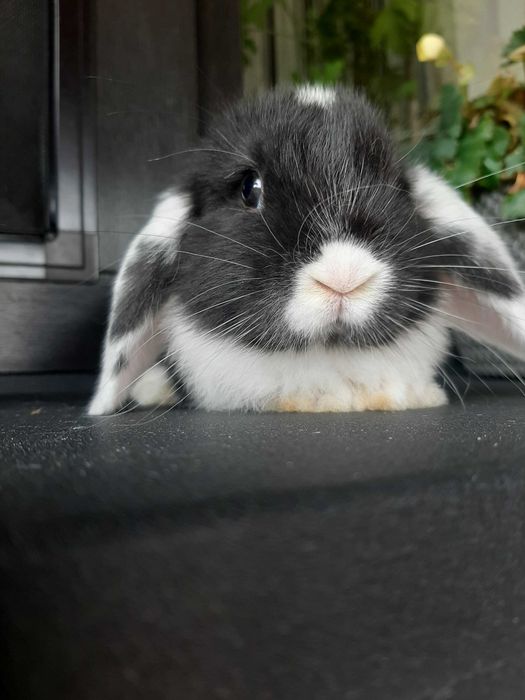 Króliki baranek miniaturka karzełek mini lop
