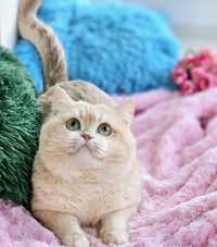 Золотая британская шиншилла кот котик хлопчик лиловый