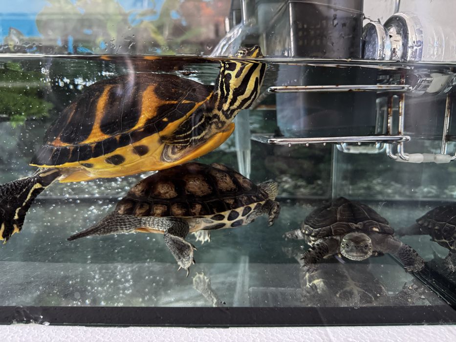 Aquário com 3 tartarugas vivas e saudáveis