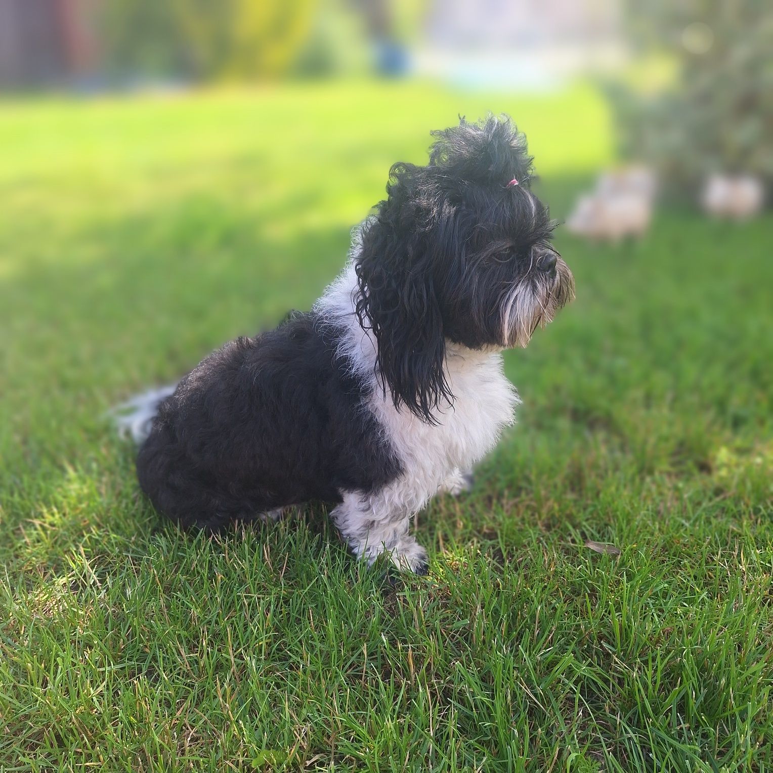 Reproduktor shih tzu