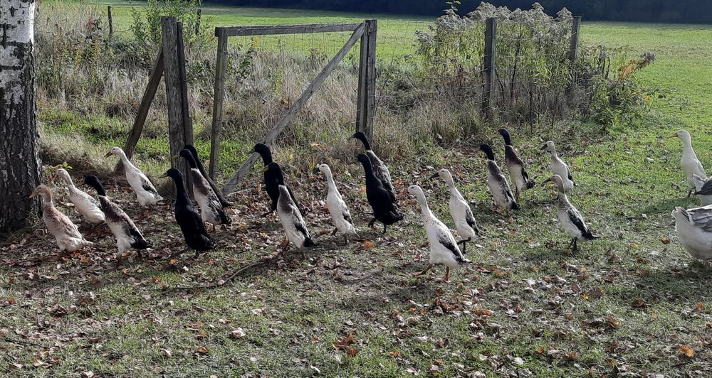 Biegus indyjski KACZORY srebrne i szmaragdowe