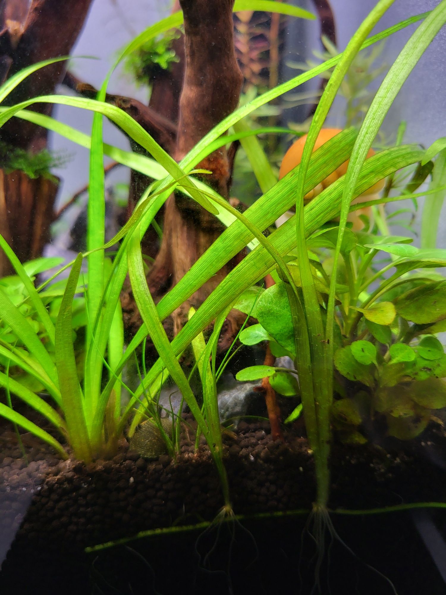 Sagitaria subulata piękna roślina akwariowa