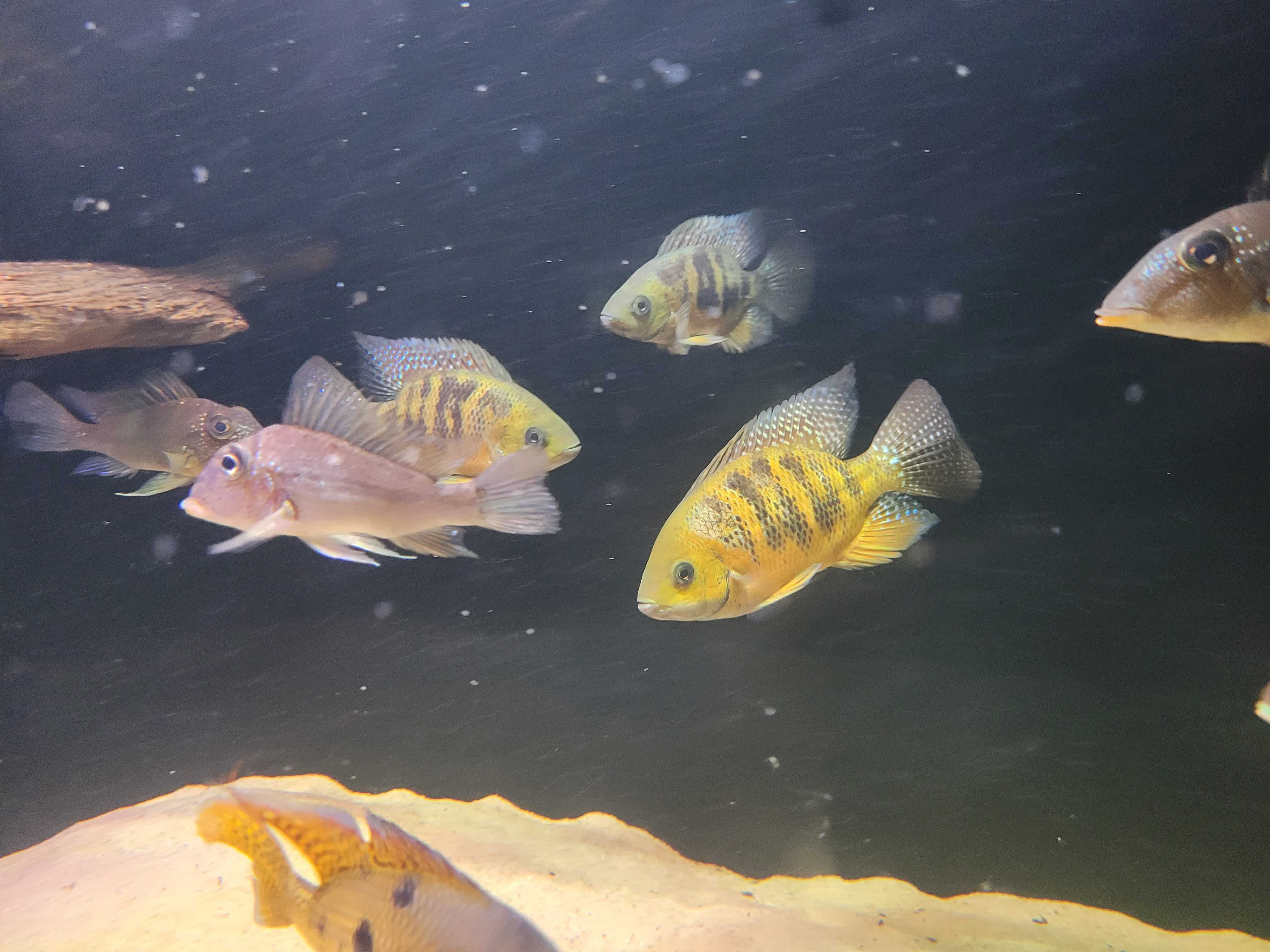 Cincelichthys bocourti  Cichlasoma bocourti Pielęgnica bocourti