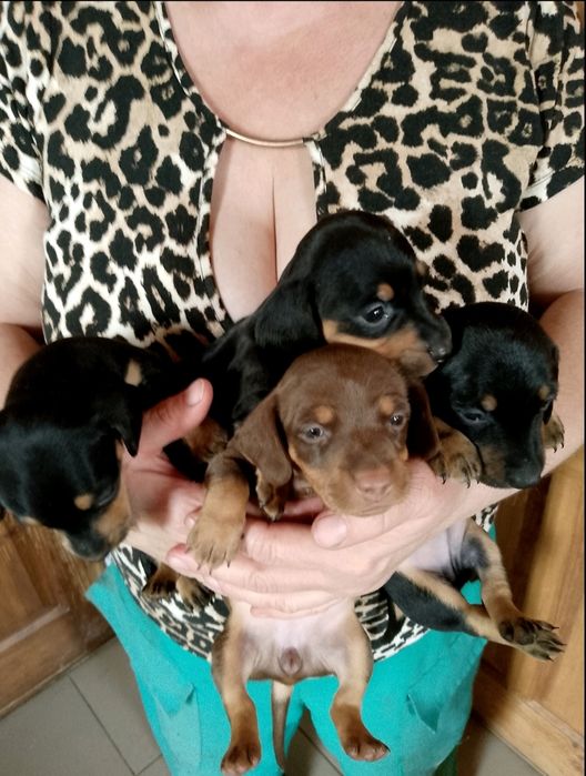 Мини таксы щенки черные и шоколад