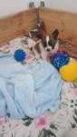 Piesek Papillon Spaniel Kontynentalny