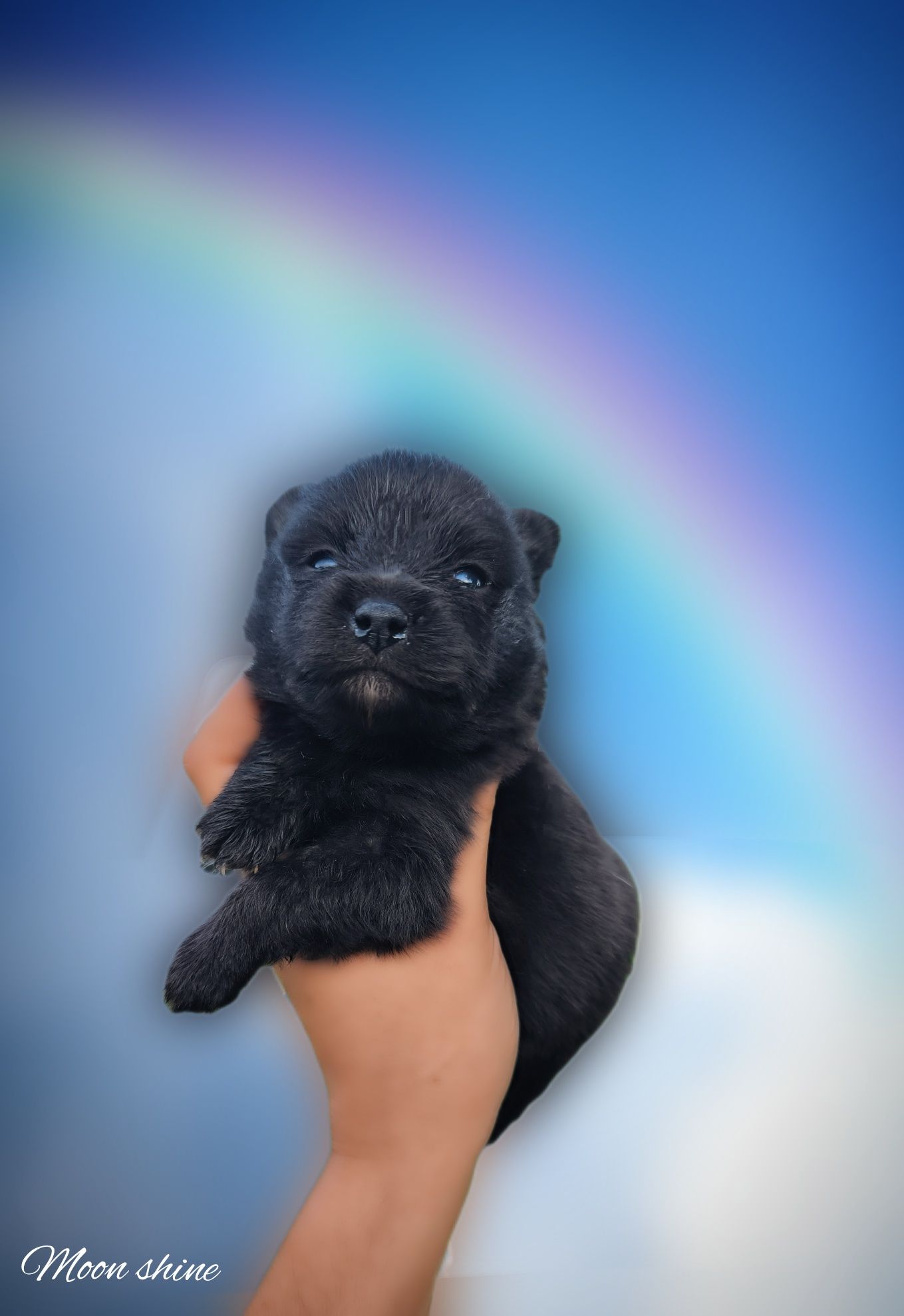 Śliczny piesek czarny szpic miniaturowy pomeranian
