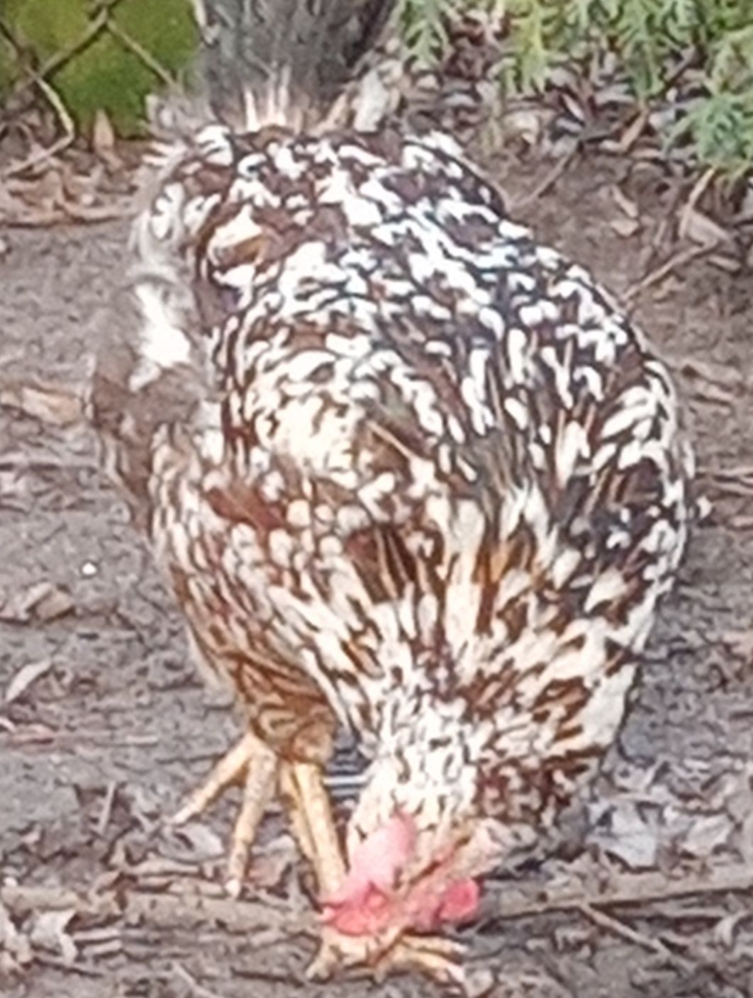 Dominant Tricolor - jajka lęgowe. .