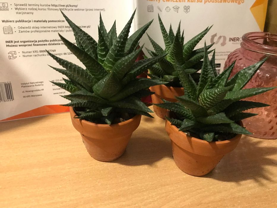 Kaktus hawortia sukulenty