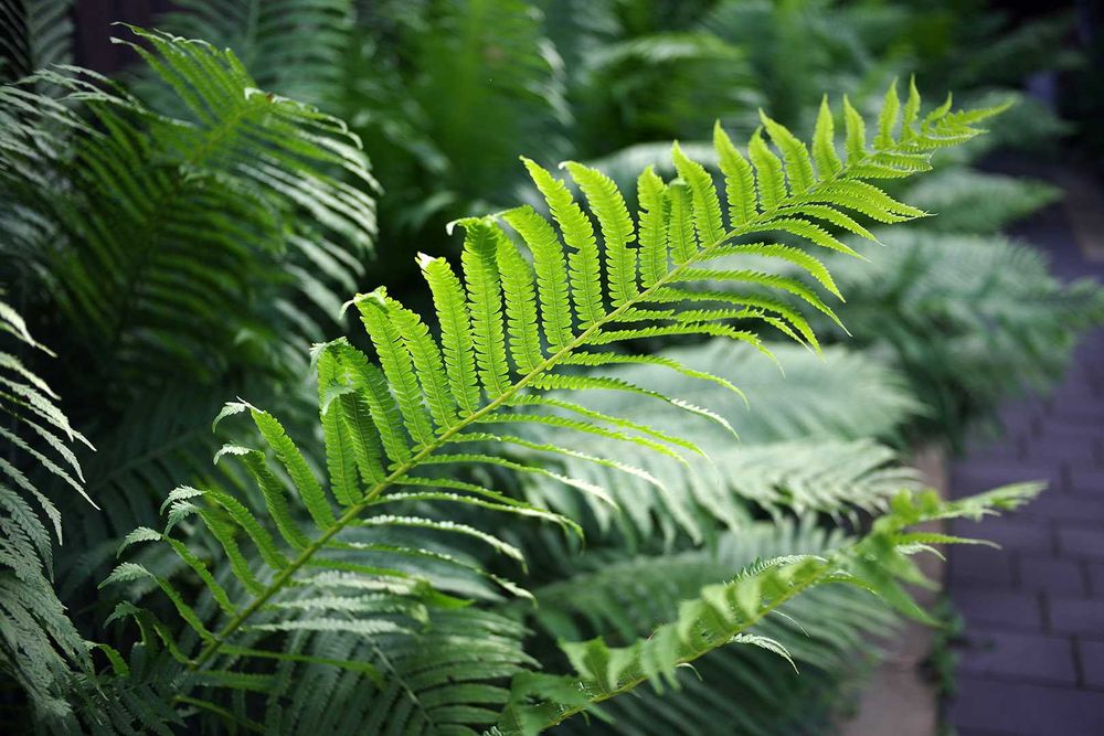 AF Pentax-DA 40/2,8 Limited - "цифромлинчик" від Пентакс