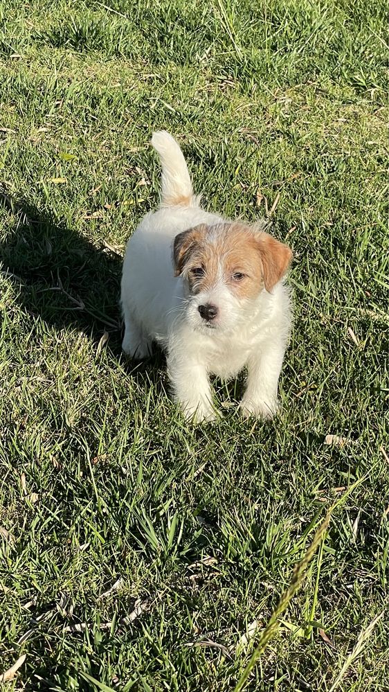 Jack Russell pelo Cerdoso c/LOP e Afixo - Descendente Campeos