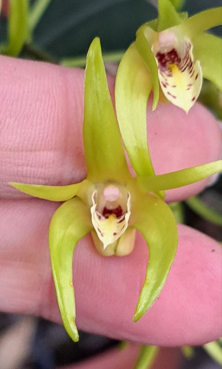 Orquidea Dendrobium Hilda Poxon