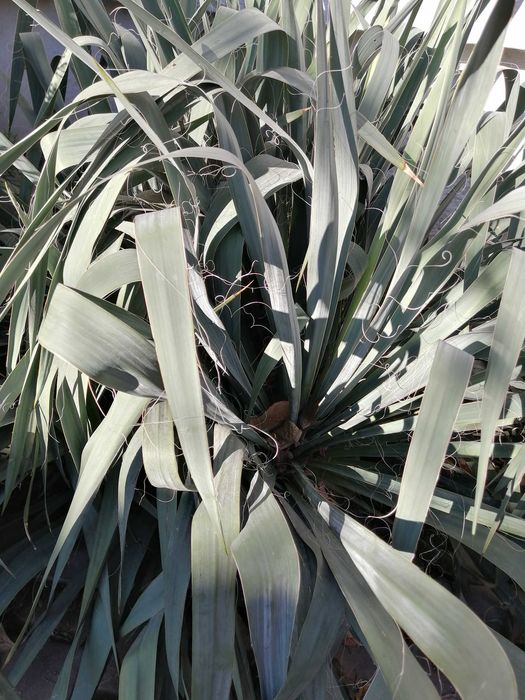 Продам домашнее растения.