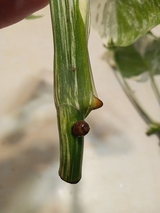 Монстера Альба варієг