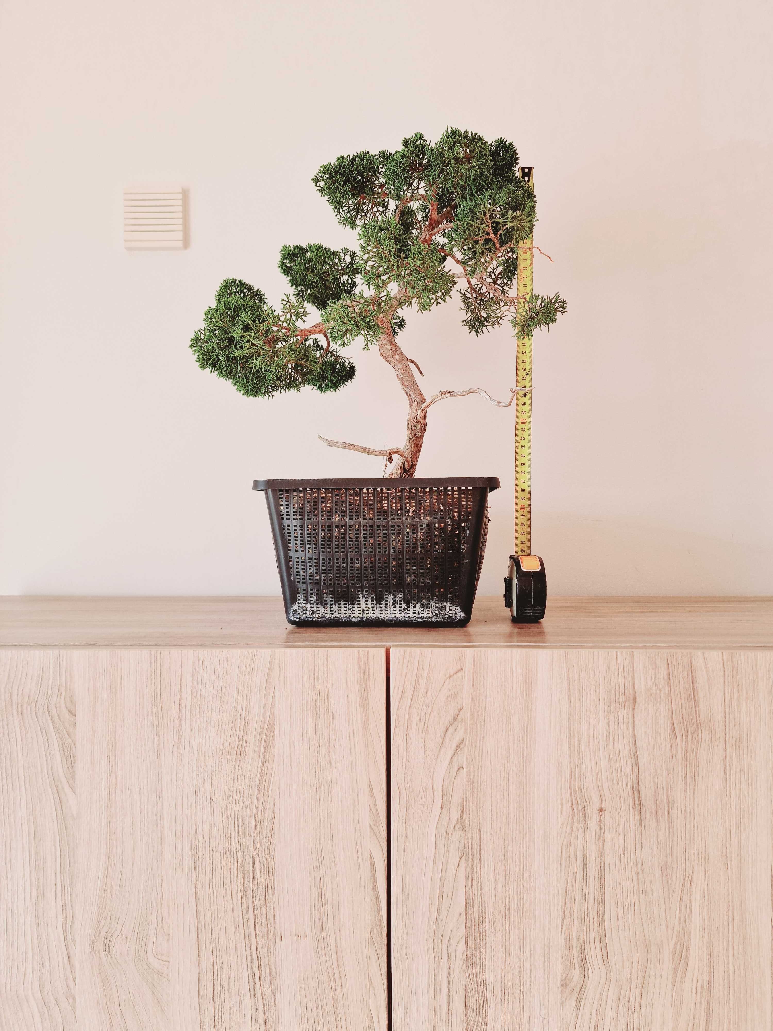 Juniperus "Itoigawa", bonsai