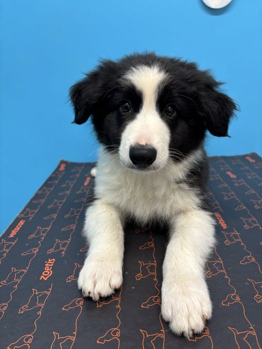 Border Collie szczeniak