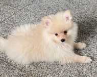 Spitz alemão macho