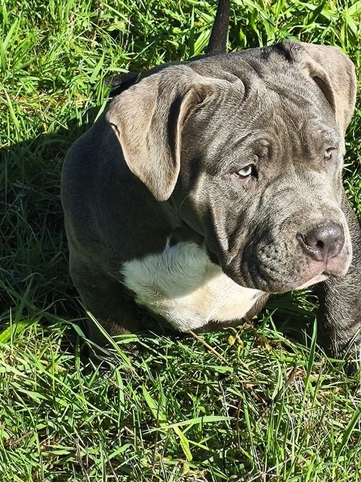 American Bully Pocket menina