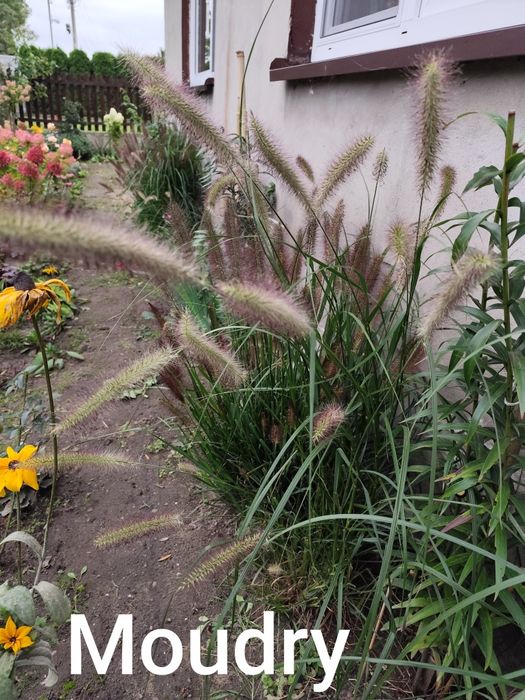 Nadwyżki z ogrodu . Trawy .