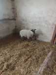 Baranek Shaun tryk