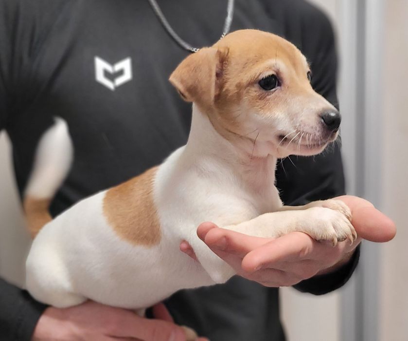 Jack Russell Terrier suczka