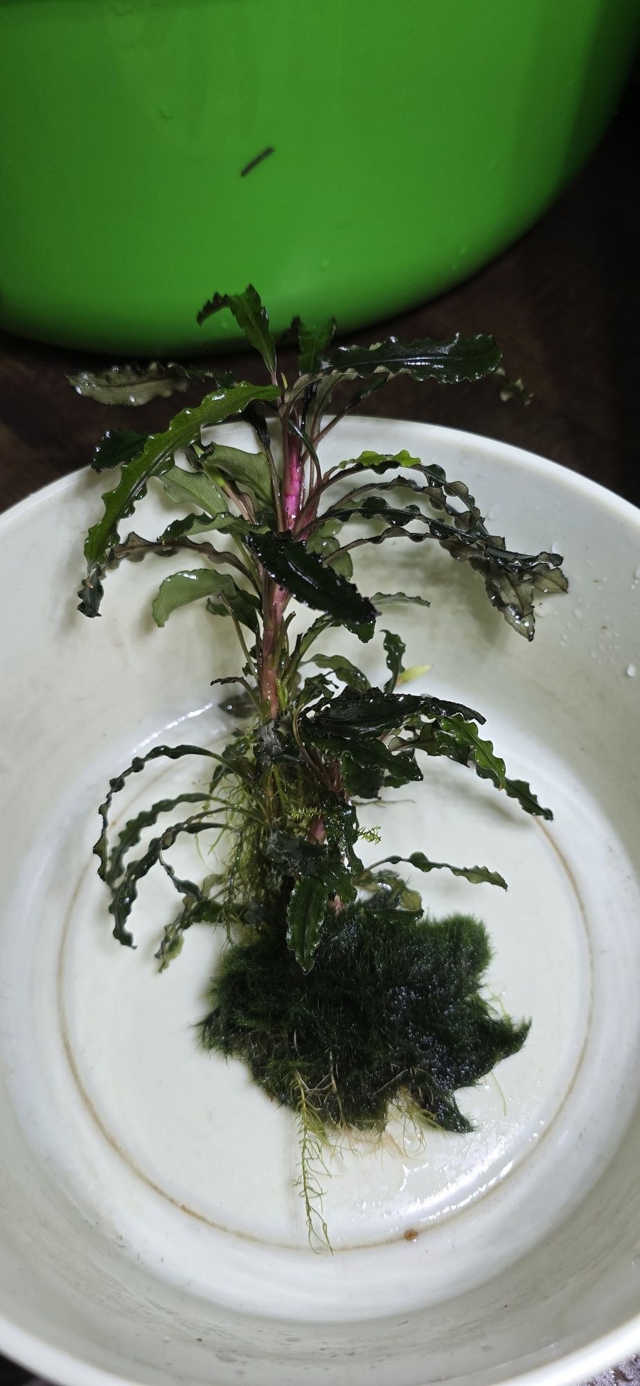 Bucephalandra różne odmiany