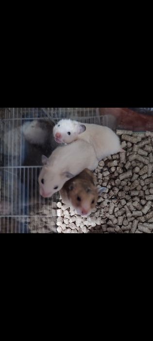 Джунгарские и стандарт хомячки