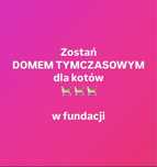 Kotki kocięta domy tymczasowe