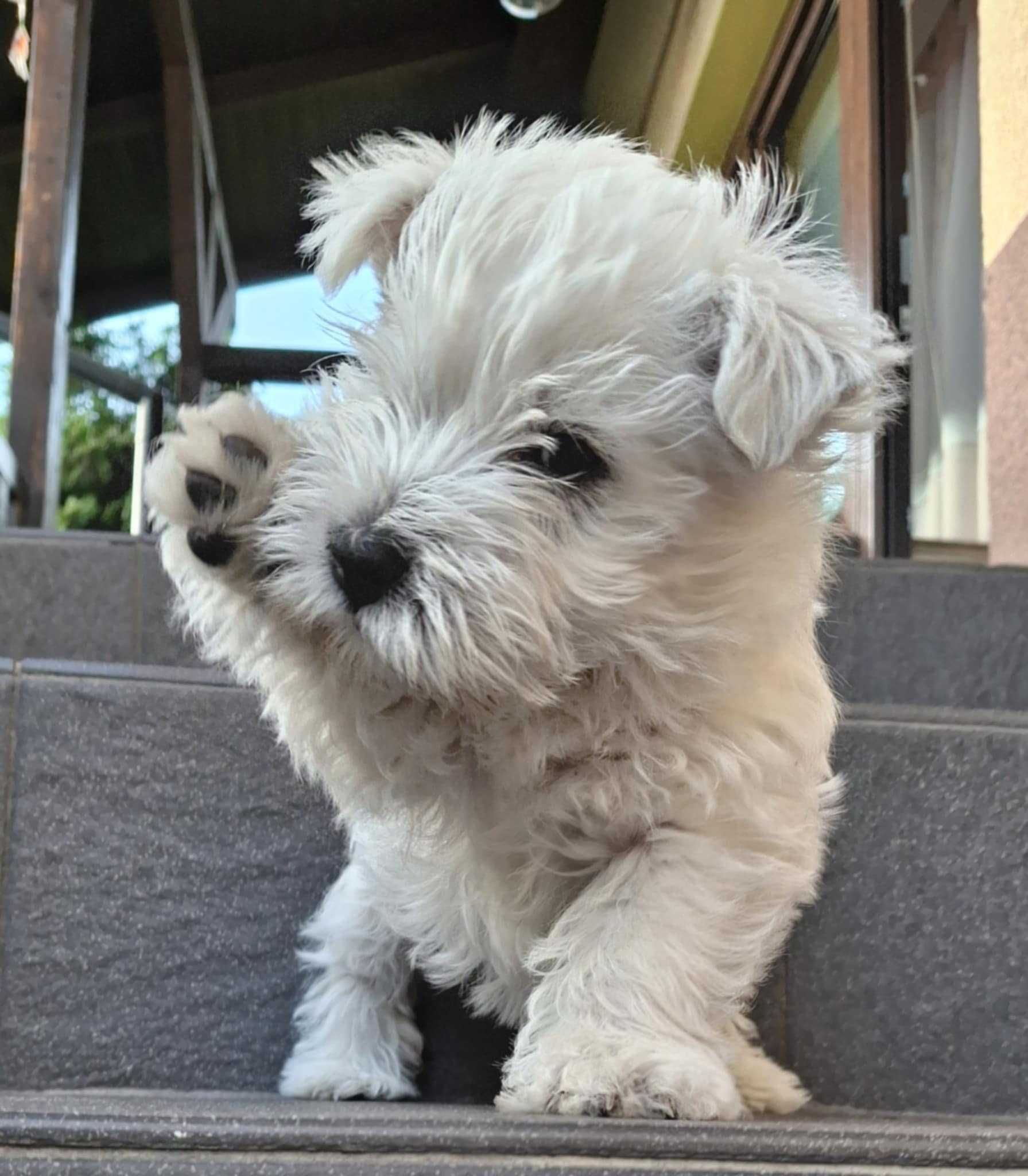 Szczeniaczek -suczka - West Highland White Terrier FCI