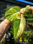 Philodendron Gloriosum tricolour variegata filodendron tricolor