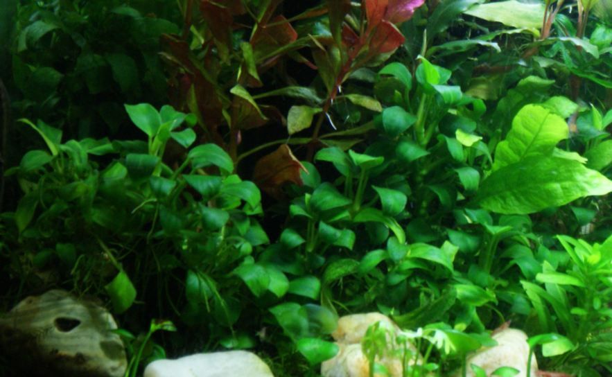 Anubias Nana Petite - Skierniewice i wysyłka. Bez CO2 !