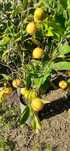Árvores de Fruto