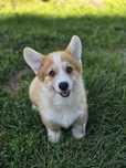 Welsh Corgi Pembroke piesek szczeniak do odbioru gotowy