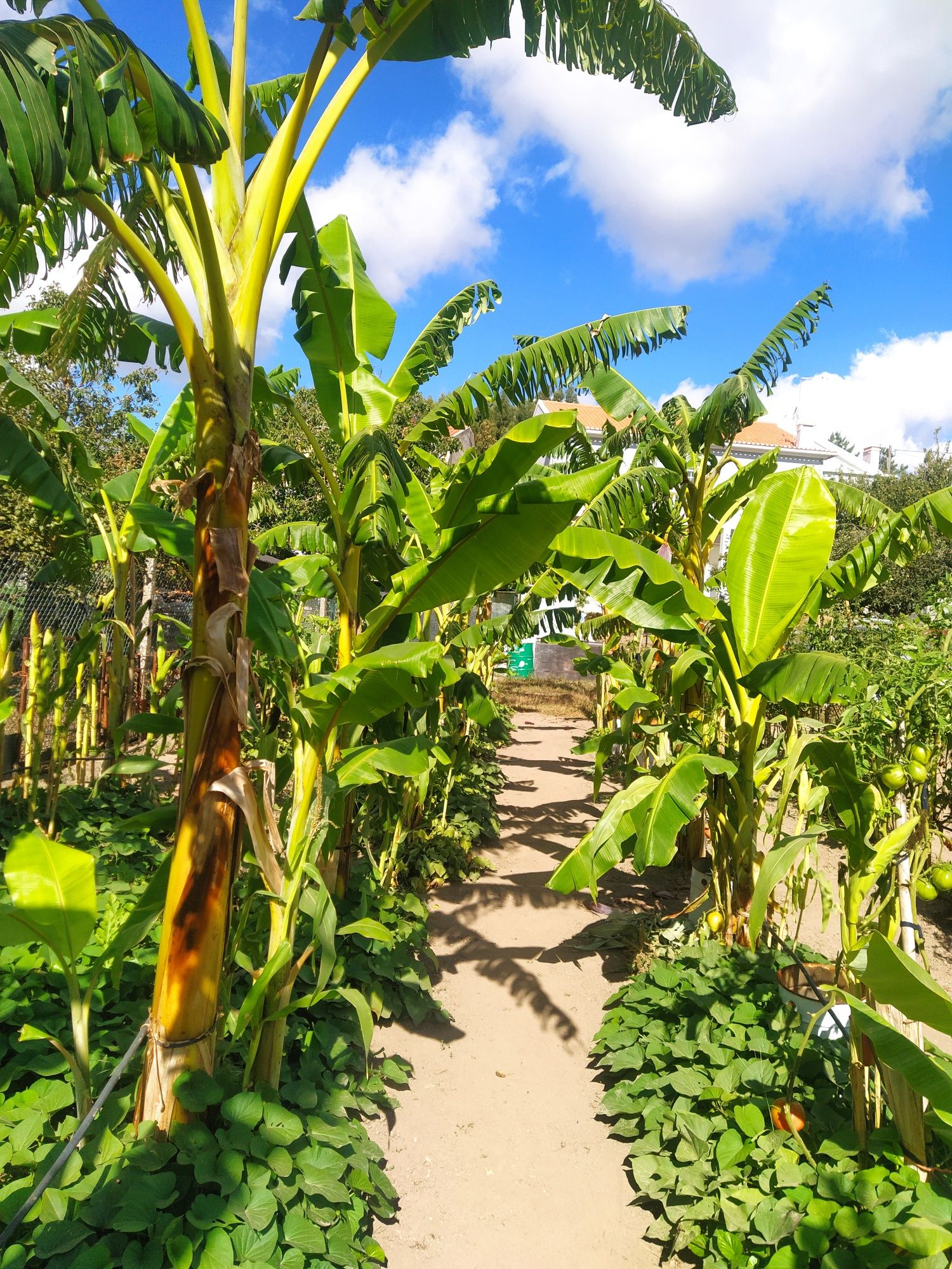 Bananeira envasada p venda