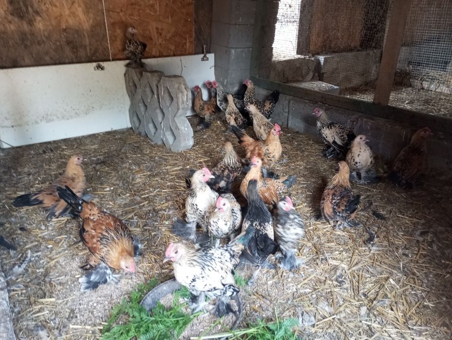 Kury karzełki i koguty liliputy.