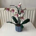 Klocki LEGO 10311 — Orchidea