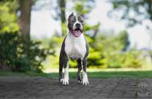 American Staffordshire Terrier-zapowiedz