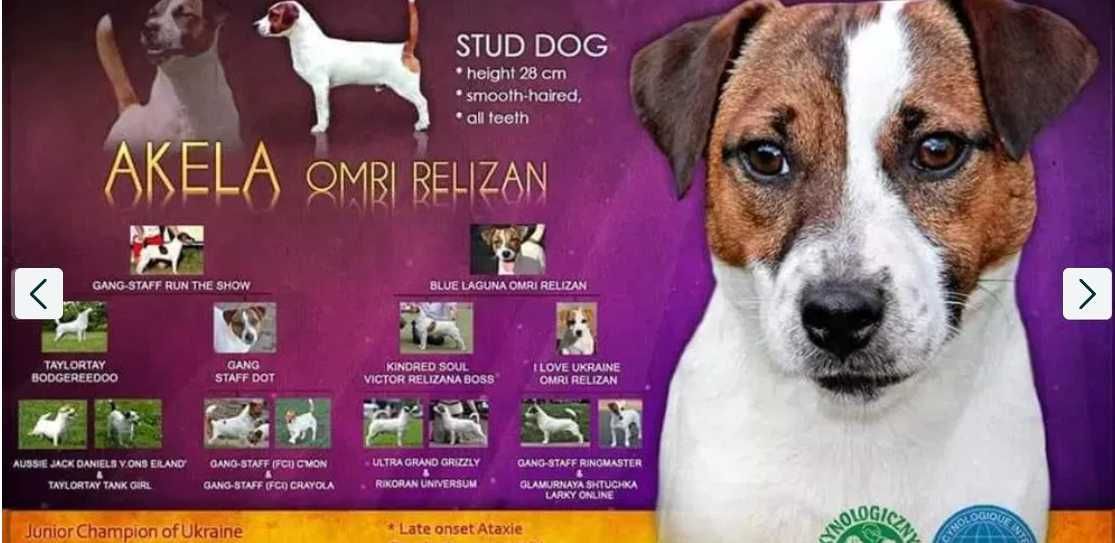 Jack Russell Terrier FCI ZKwP