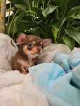 Chihuahua malutki wyjątkowy piesek