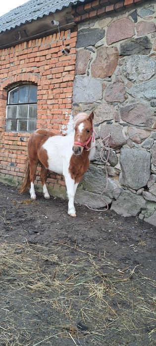 Sprzedam spkojne kucyki