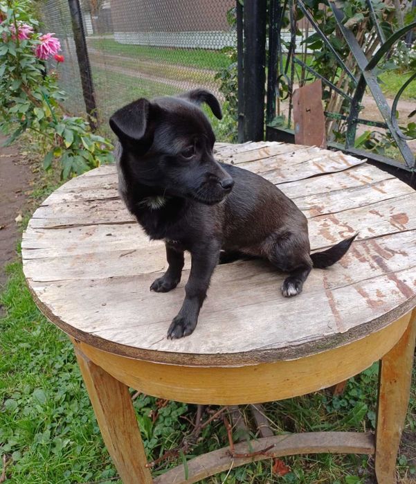 Маленькие щенки в добрые руки