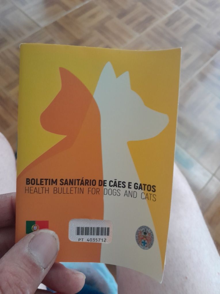 Femea chihuahua com 3meses
